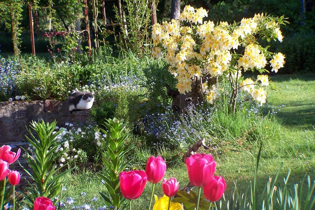 Bed and Breakfast Le Moulin Du Bignon Lassy Exterior foto